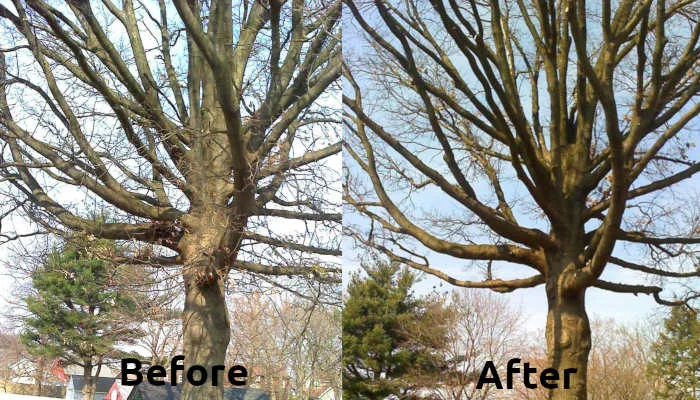 Miklos Tree Service