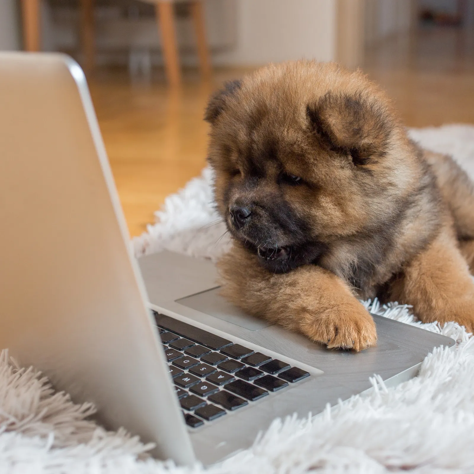 The Puppy Care Company San Diego
