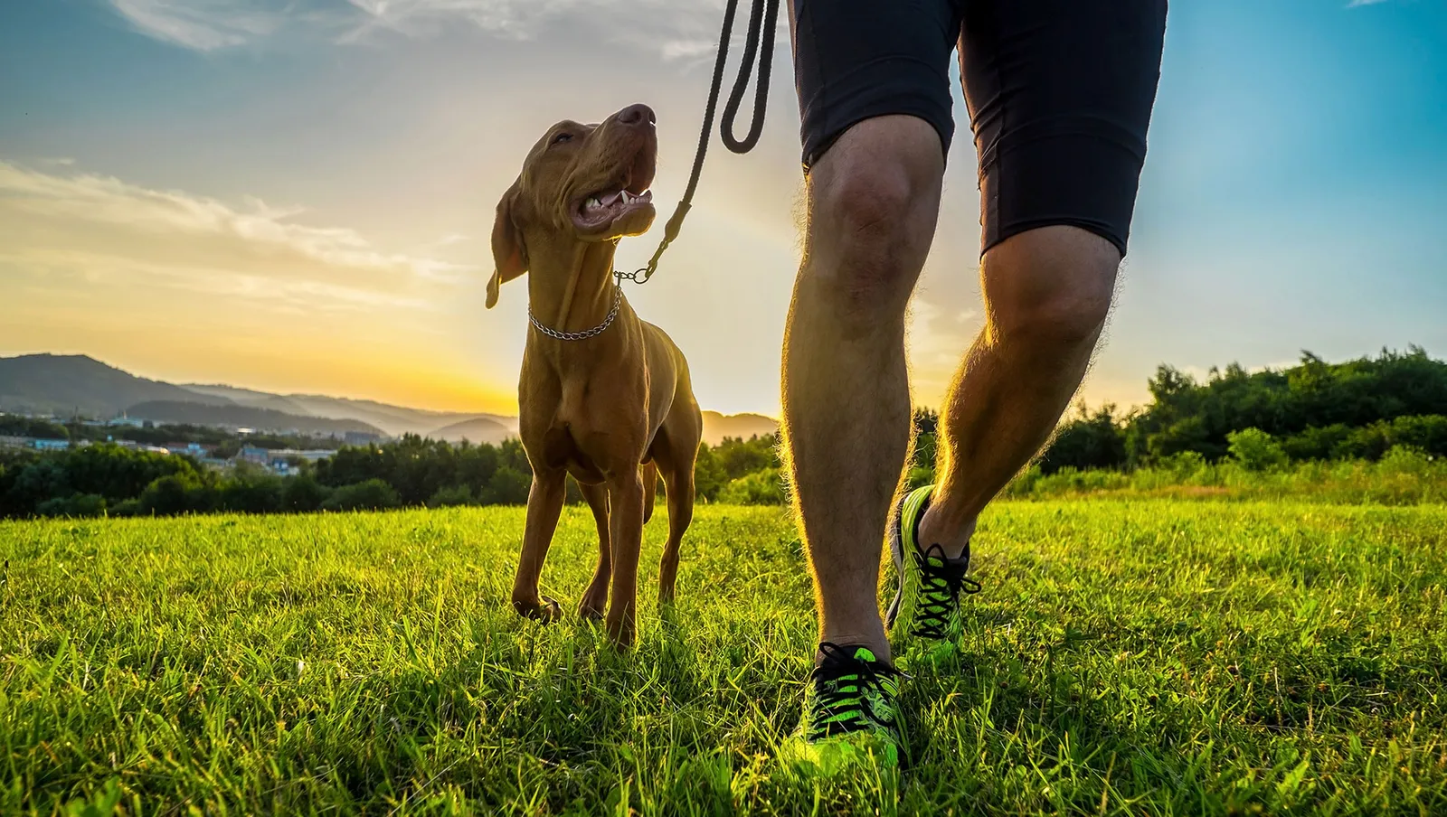 Comprehensive Pet Therapy
