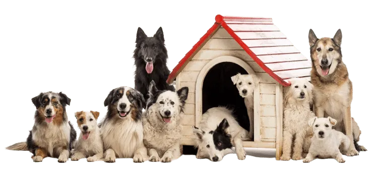 Dogz101