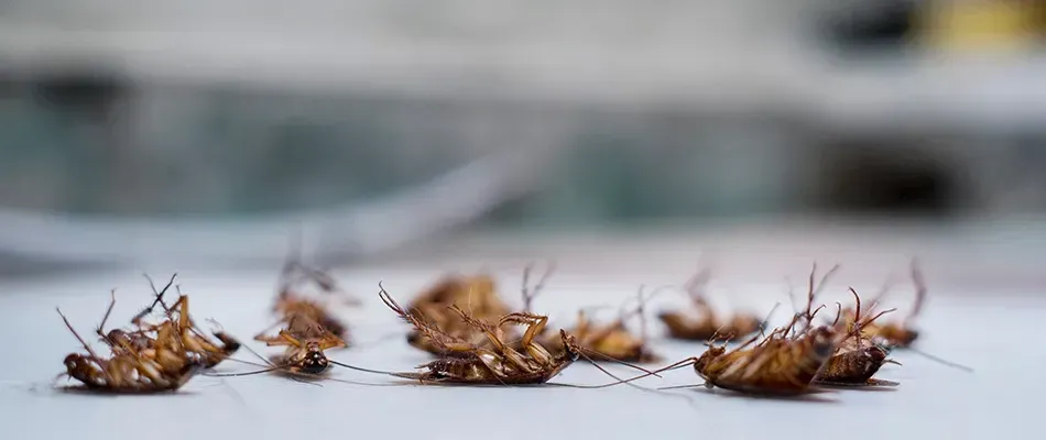 Pest Control