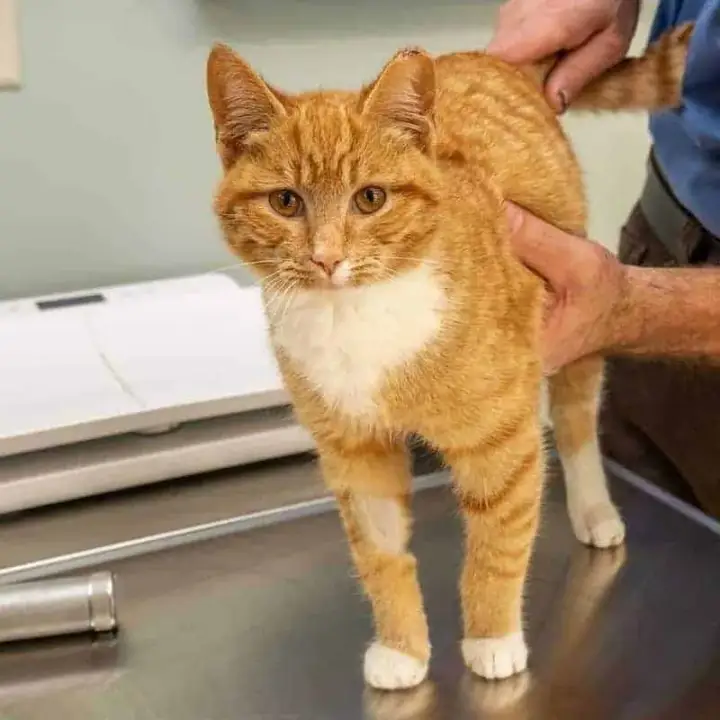 Travelers Rest Animal Hospital