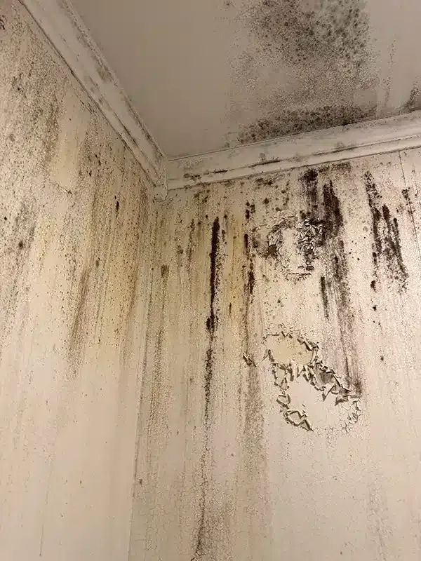 Breathe Easy Mold Remediation