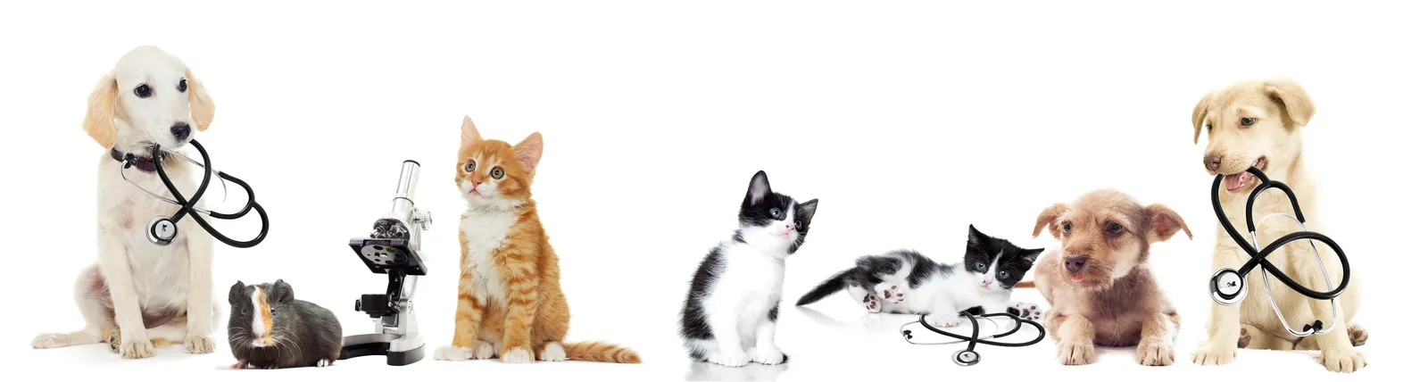 Verona Veterinary Medical Service
