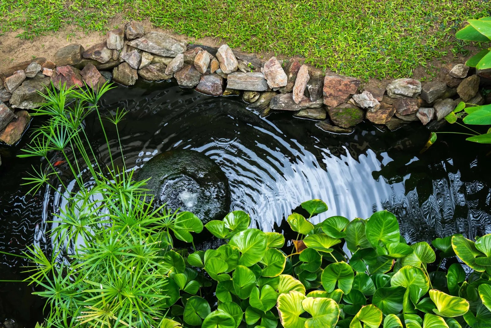 Colossal Ponds and Aquascapes