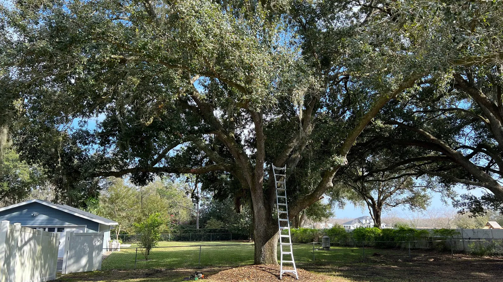 Precision Tree & Outdoor Services