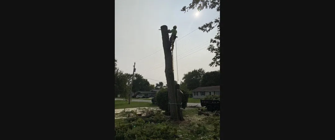 Monkey Business Tree Care Specialists