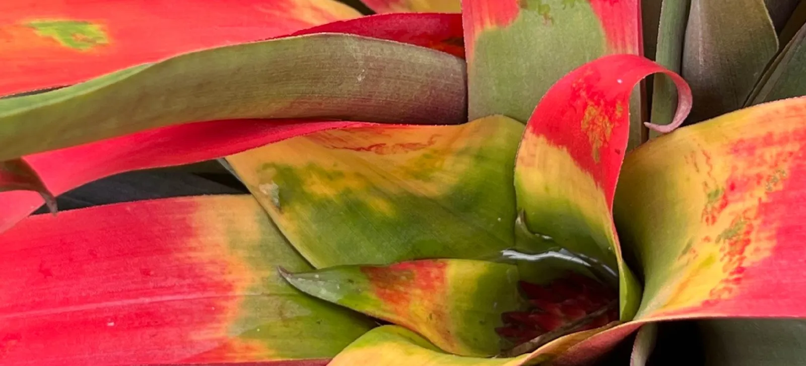 Shelldance Gardens