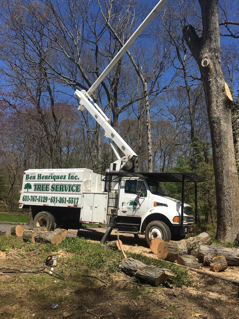 Ben Henriquez Tree Work