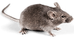 Mice Guys logo