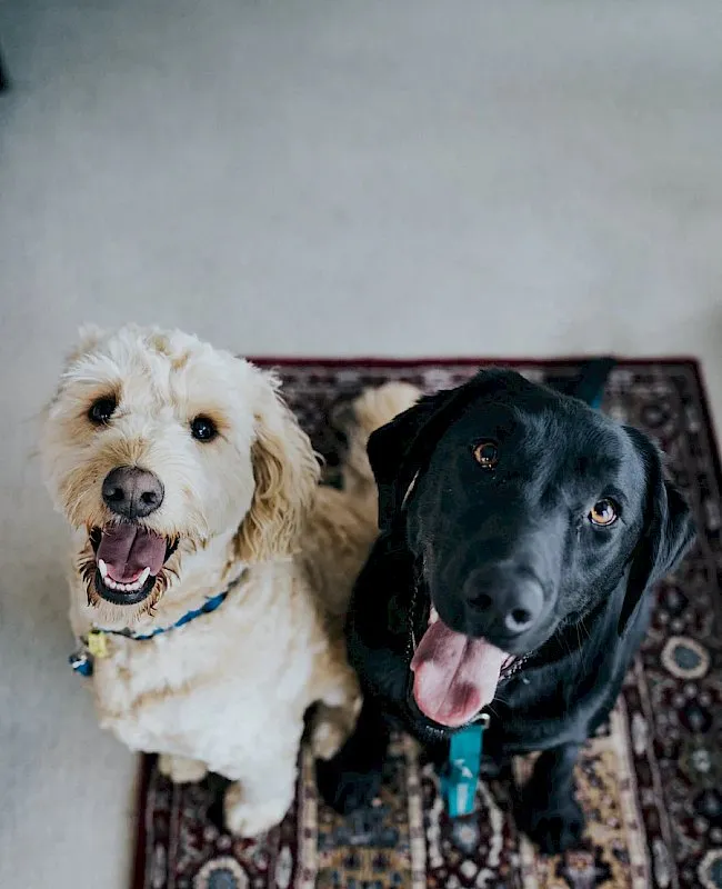 Harvest Hills Veterinary Hospital