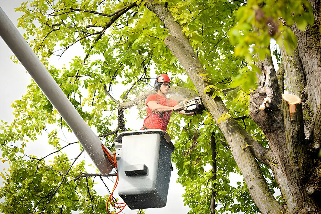 Rochester Tree Pros