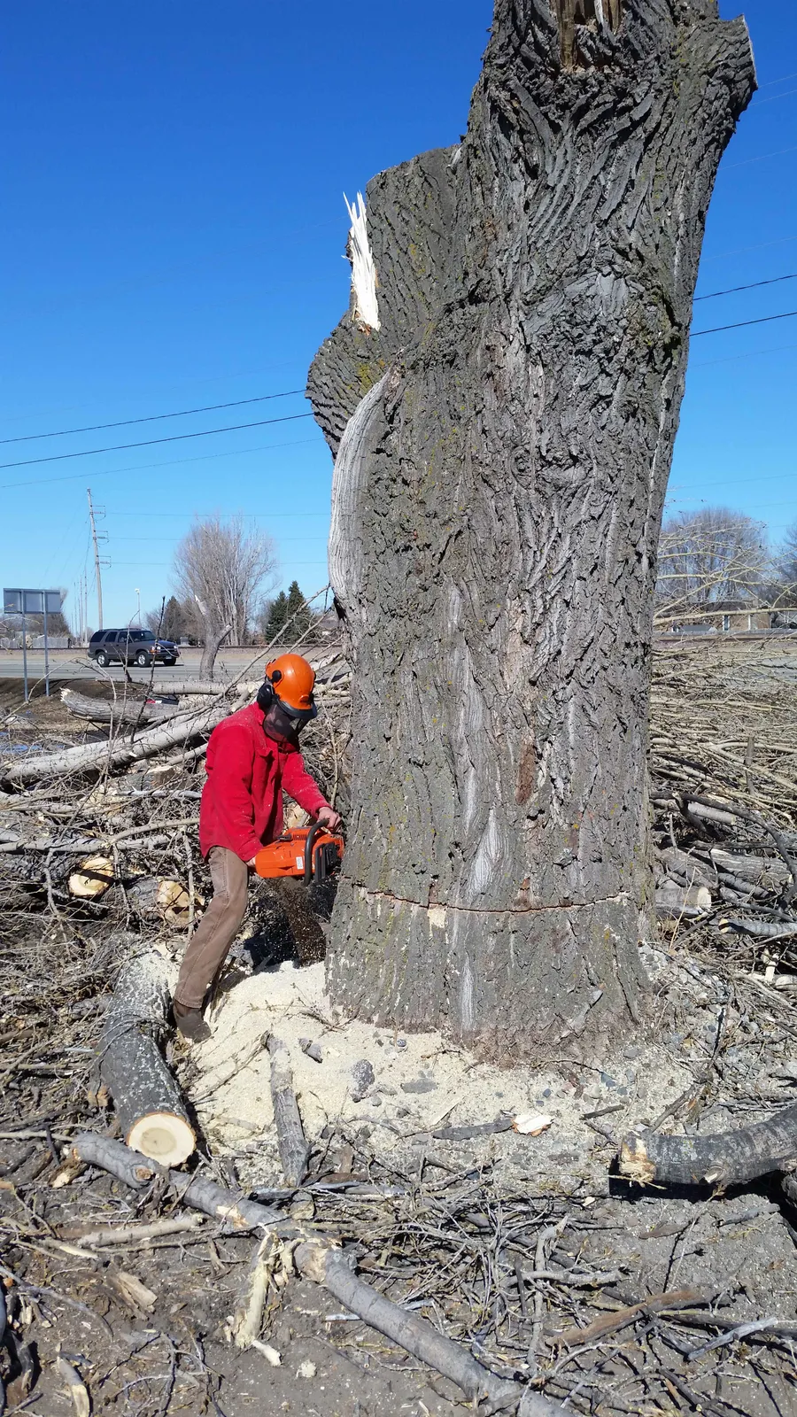Bear's Tree Service