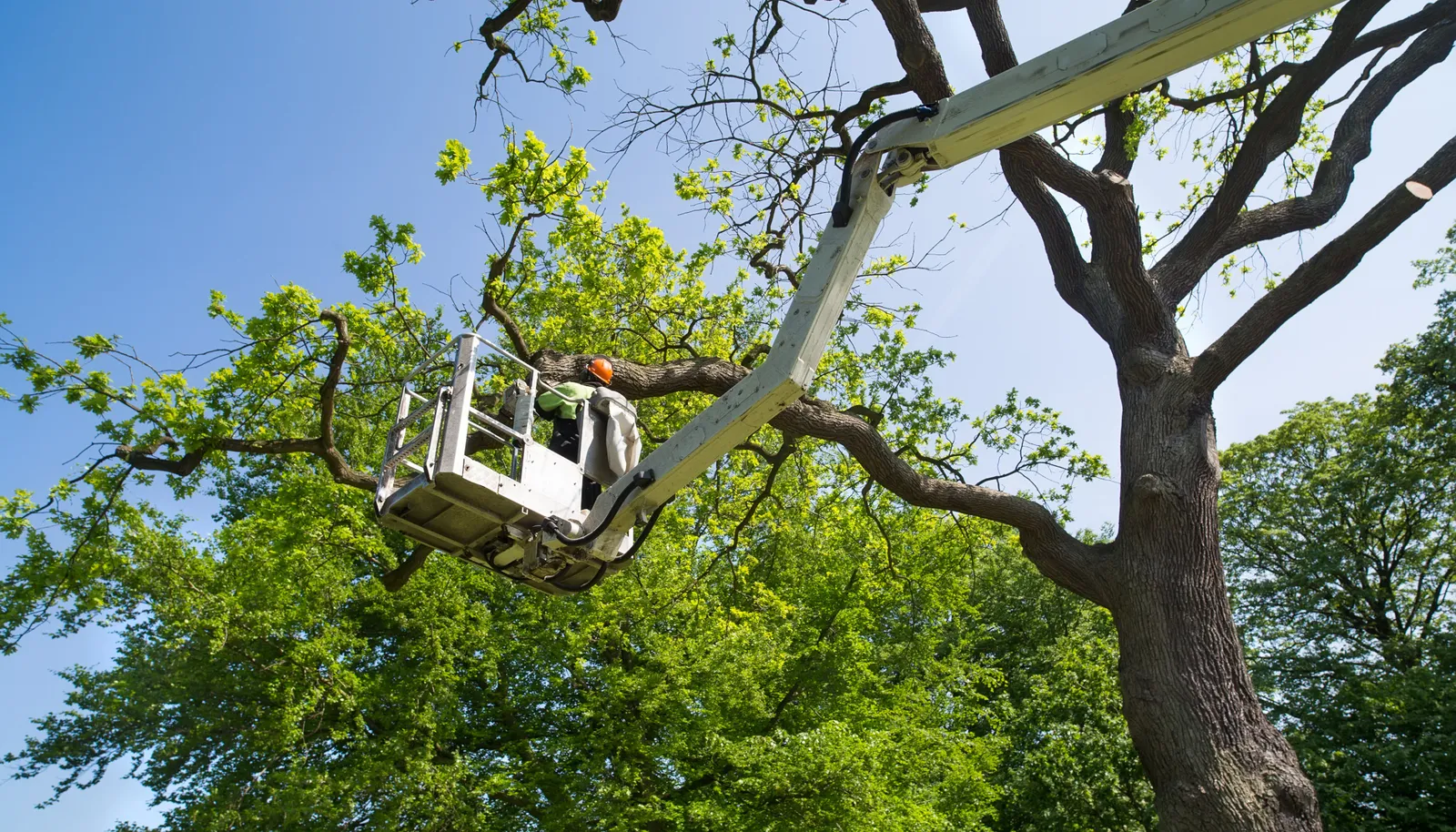 Tree Service