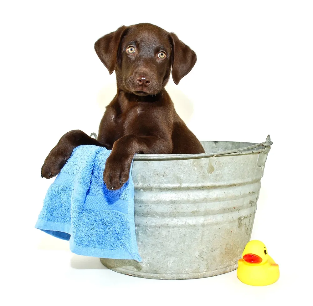Tails & Nails Pet Spa