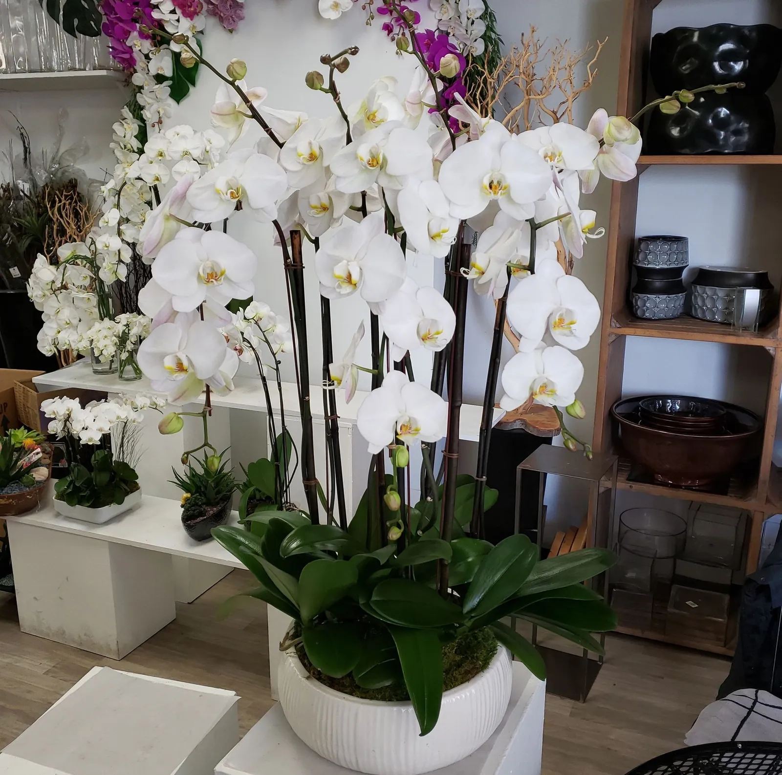 Dr. Orchid Floral Design