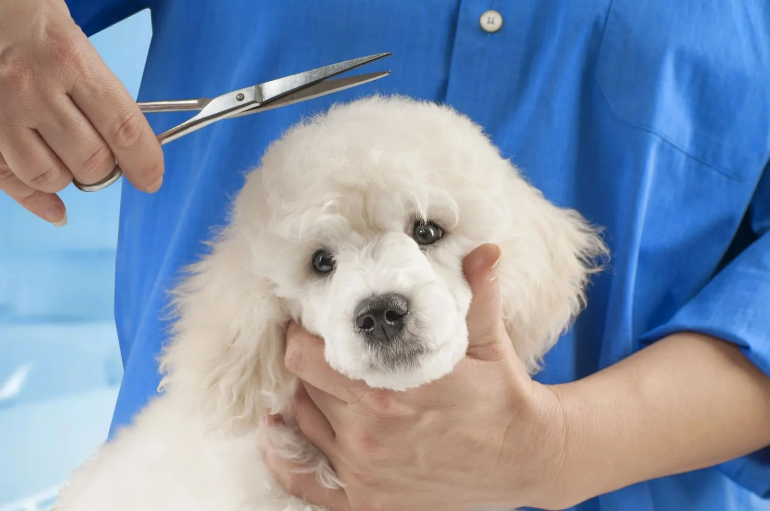 Bobs PetGo Mobile Grooming