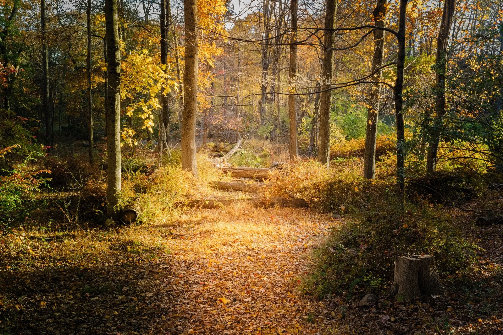 Open Door Meditation Community