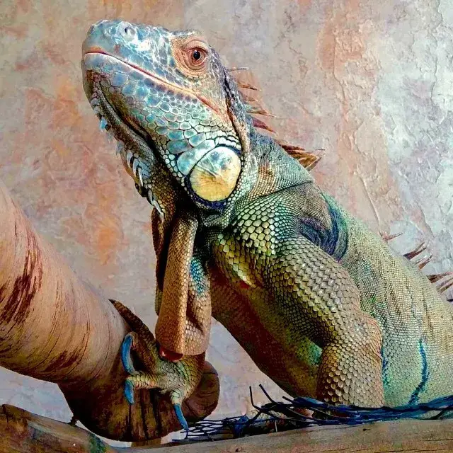 The Reptile Zone
