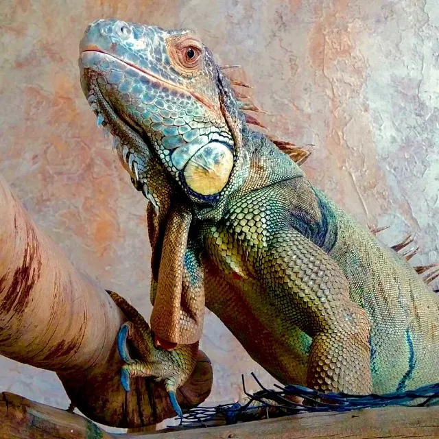 The Reptile Zone