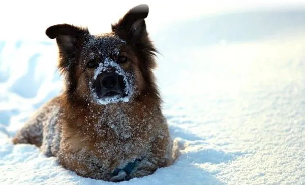 Snowplowing/Ice Salting