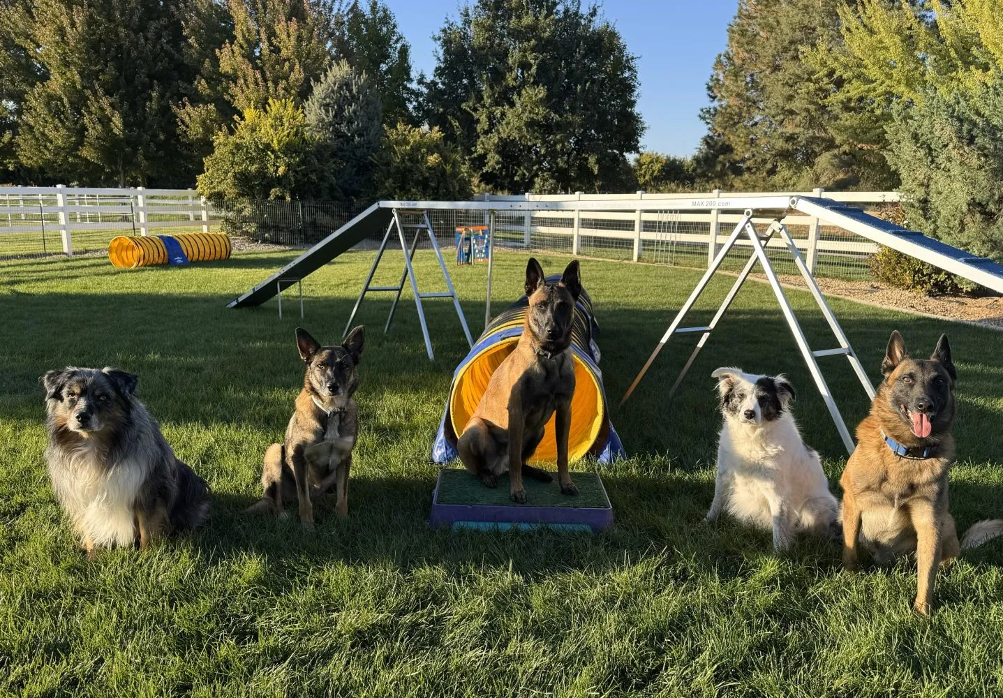 Action K9 and Northwest K9