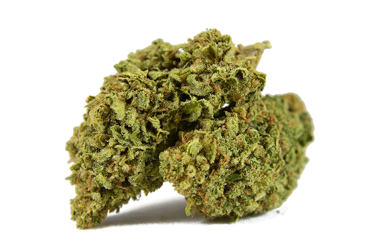 Oregon's Herbal Remedies