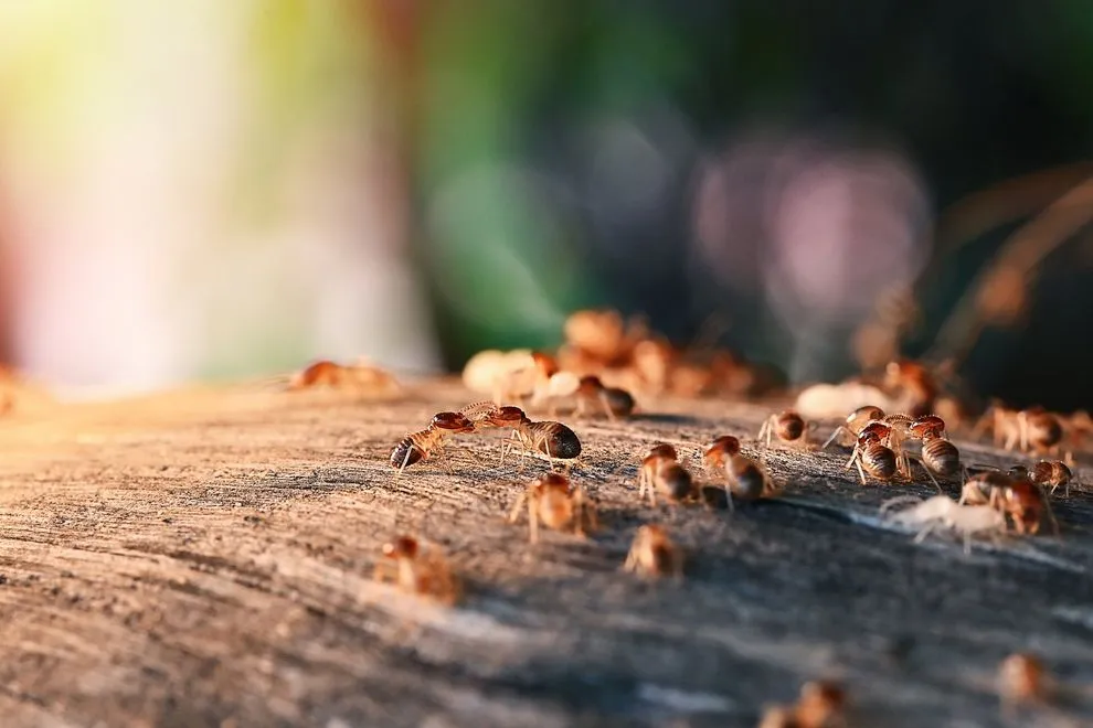 Express Pest Services