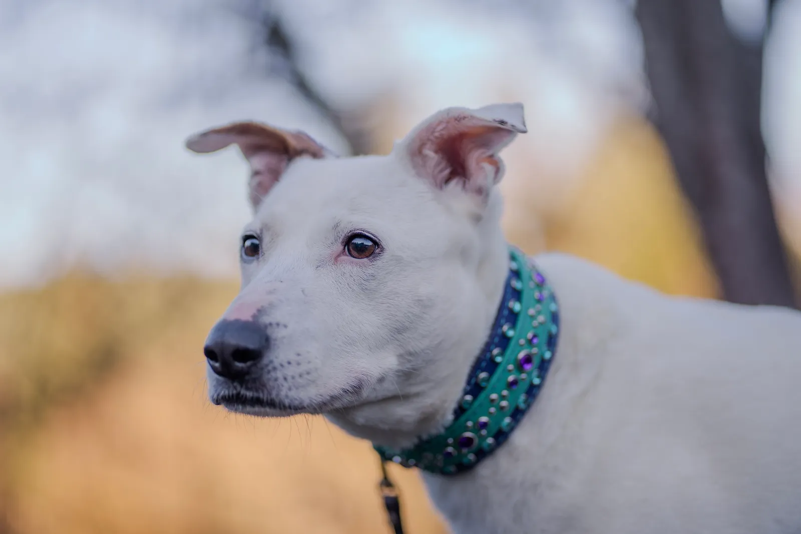 Kaleidoscope Dog Training