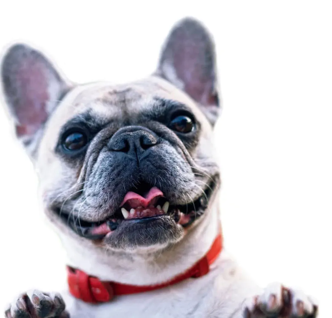 Eastland Companion Animal Hospital