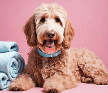 Canine Couture logo