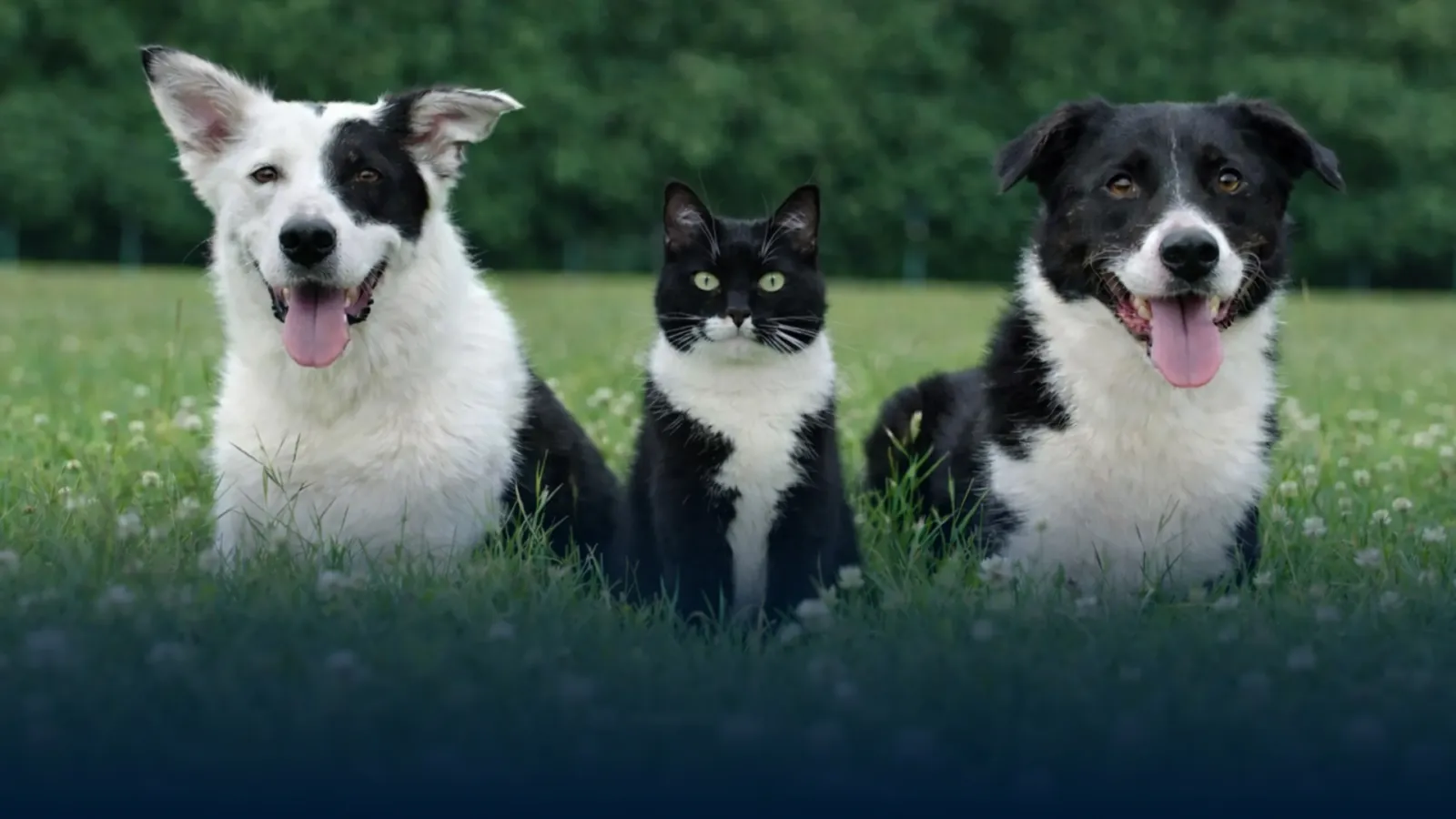 Fallston Veterinary Clinic