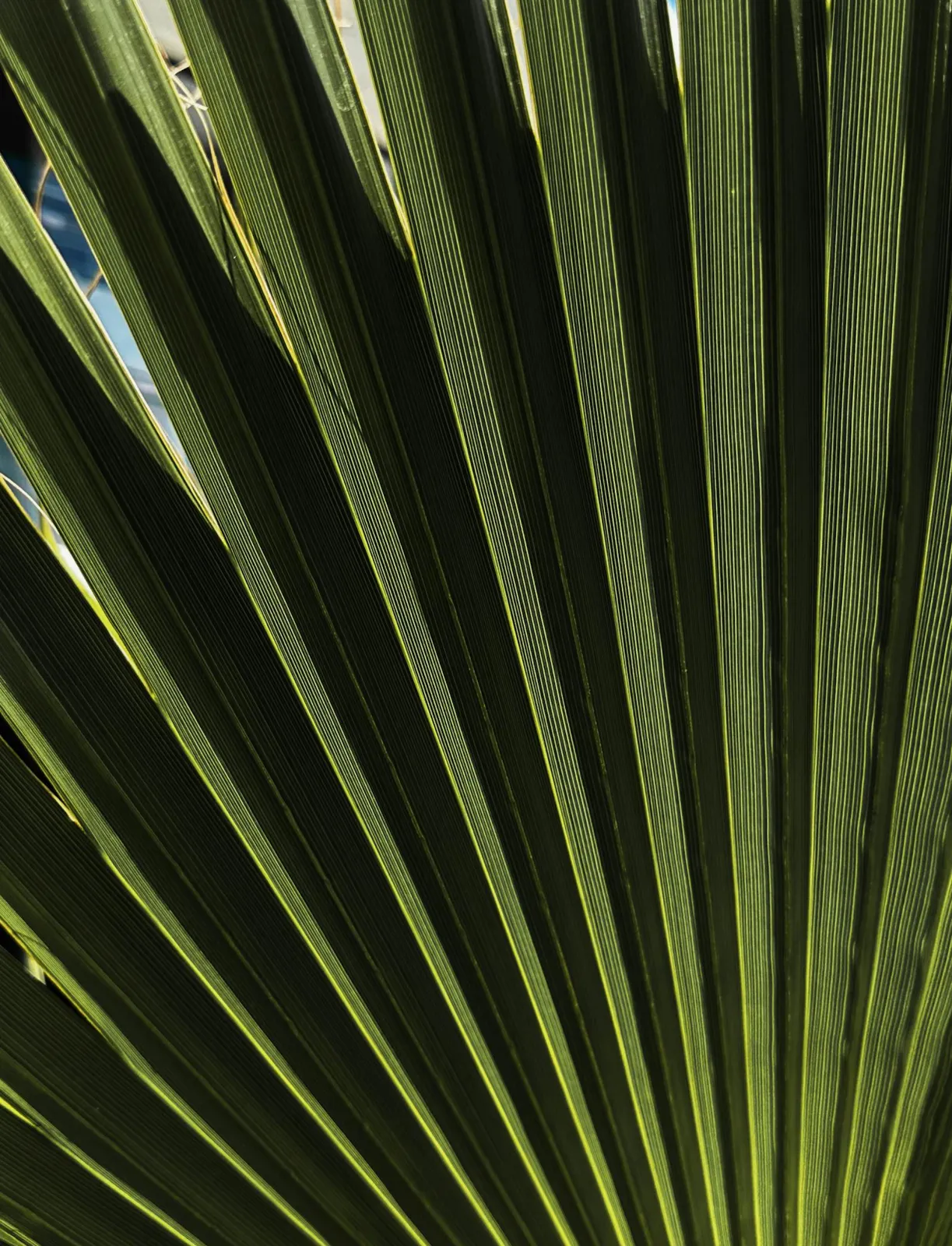 Professional Landscaping Services