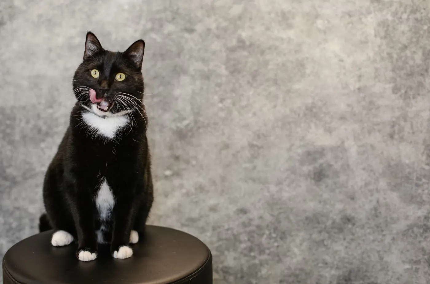 East Hills Vet Clinic