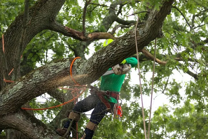 9 Mile Road Tree Service