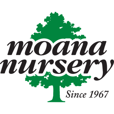 Moana Nursery logo
