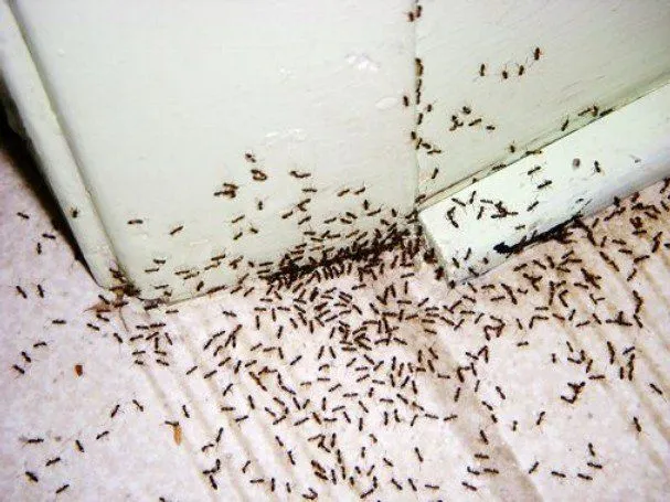 CAD Pest Control