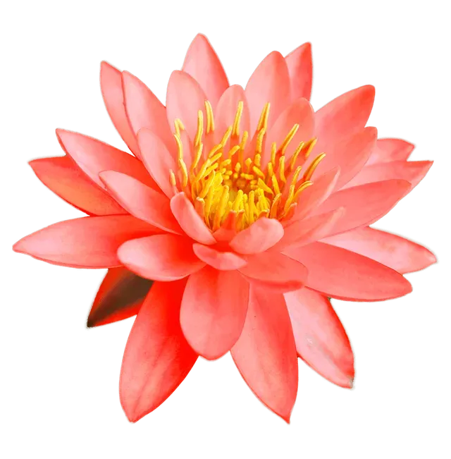 Signature Thai Massage & Wellness