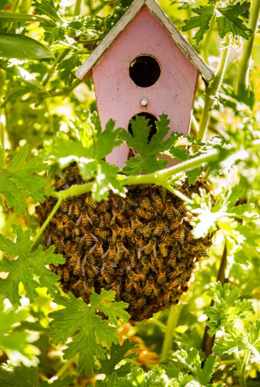 Black Ops Beekeeping