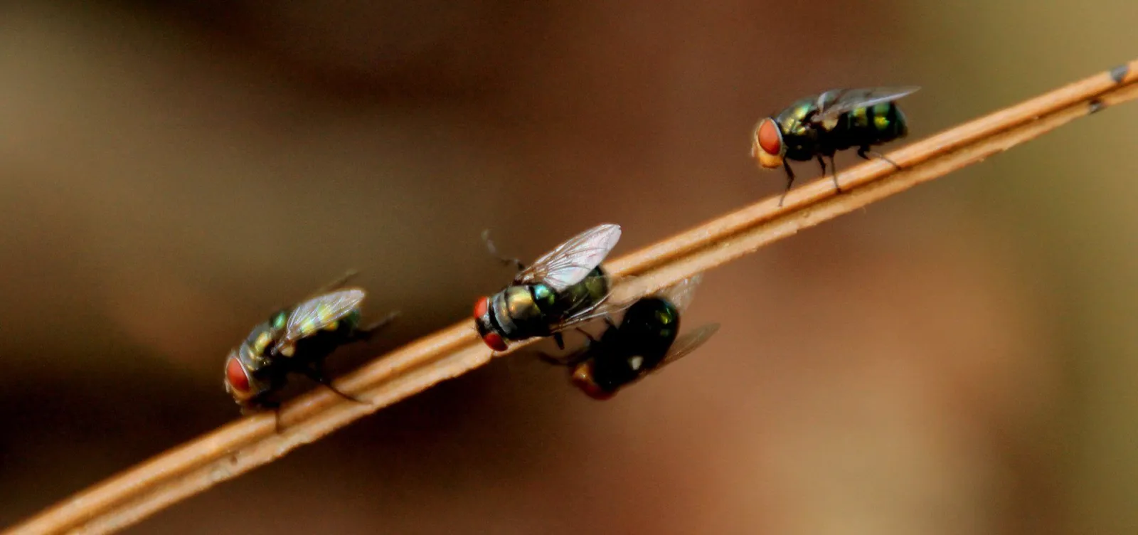 S&S Pest Control