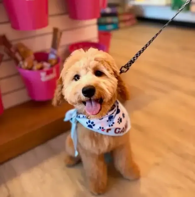 Woof Gang Bakery & Grooming