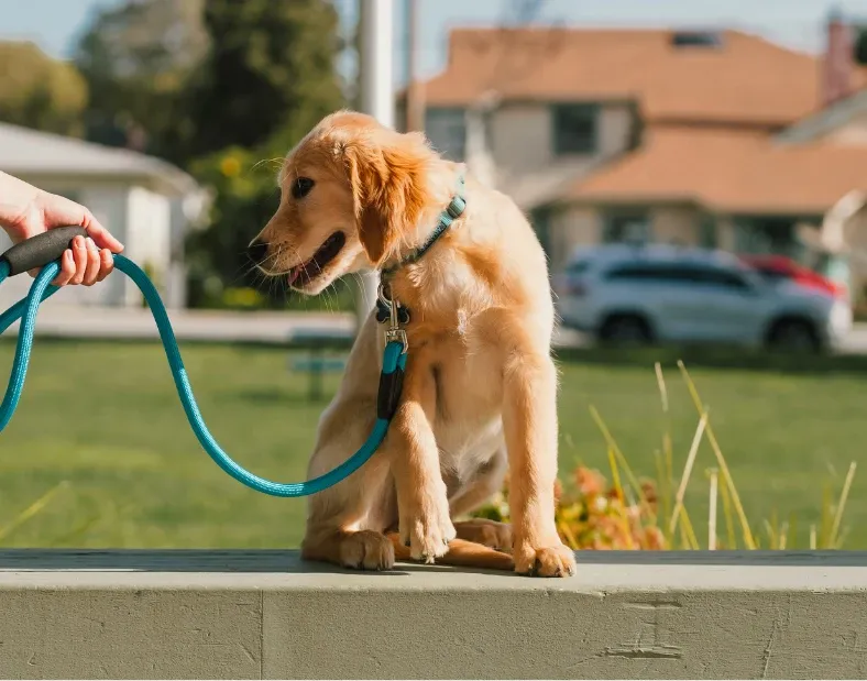 Beyond Obedience Dog Training