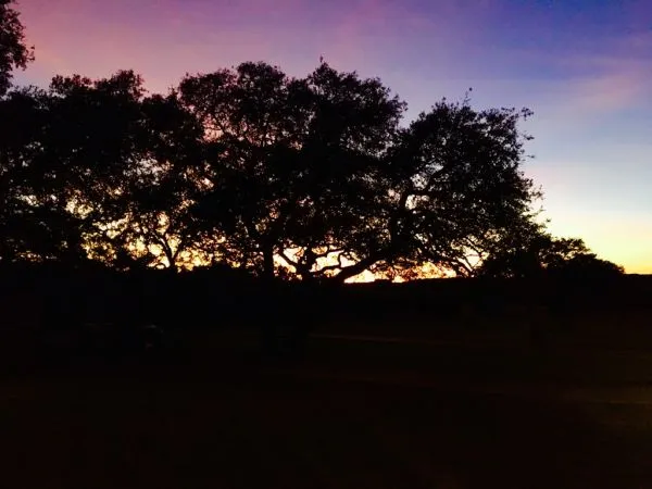 Arboretum Tree Services