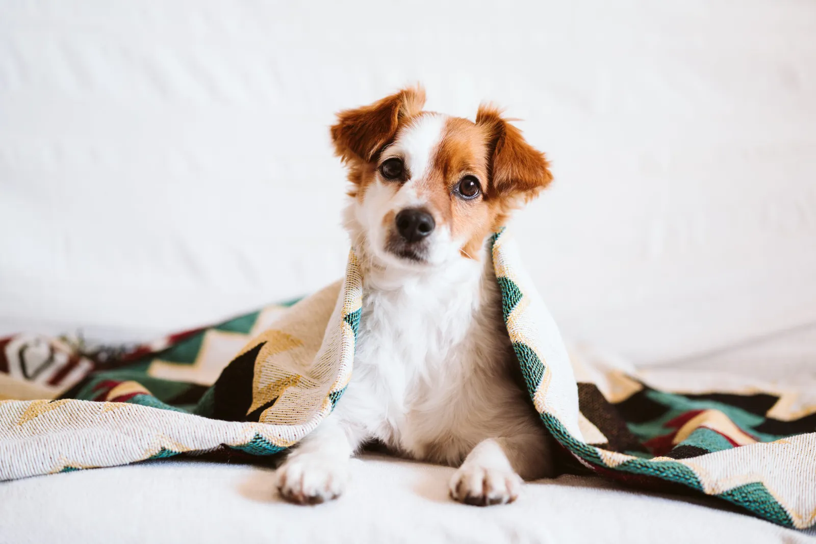 Falls Church Animal Hospital