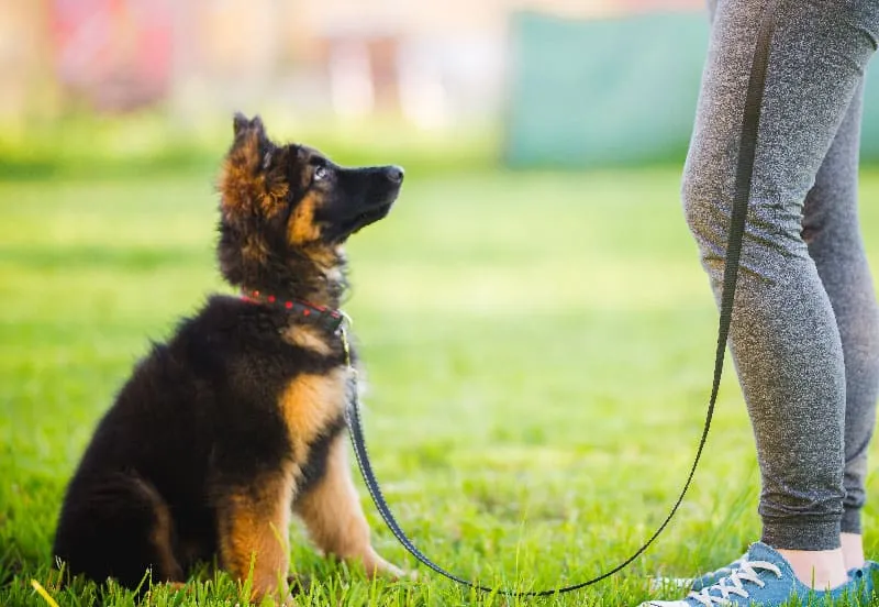 Sit Happens Dog Training