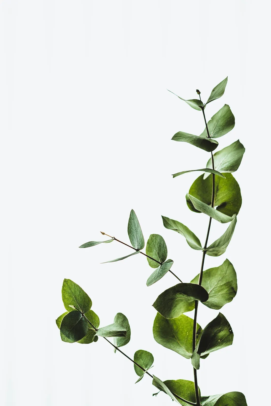 Root and Stem