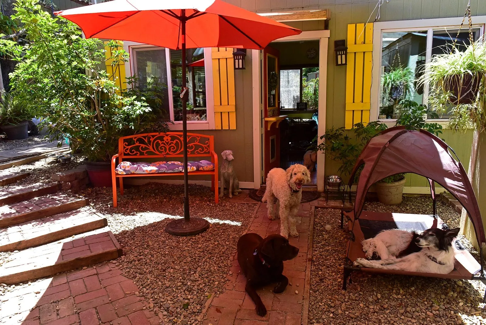 Critter Pet Care