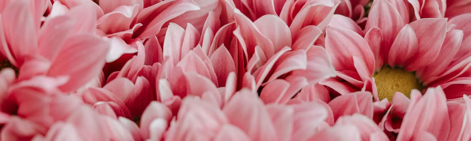 Grand Flowers