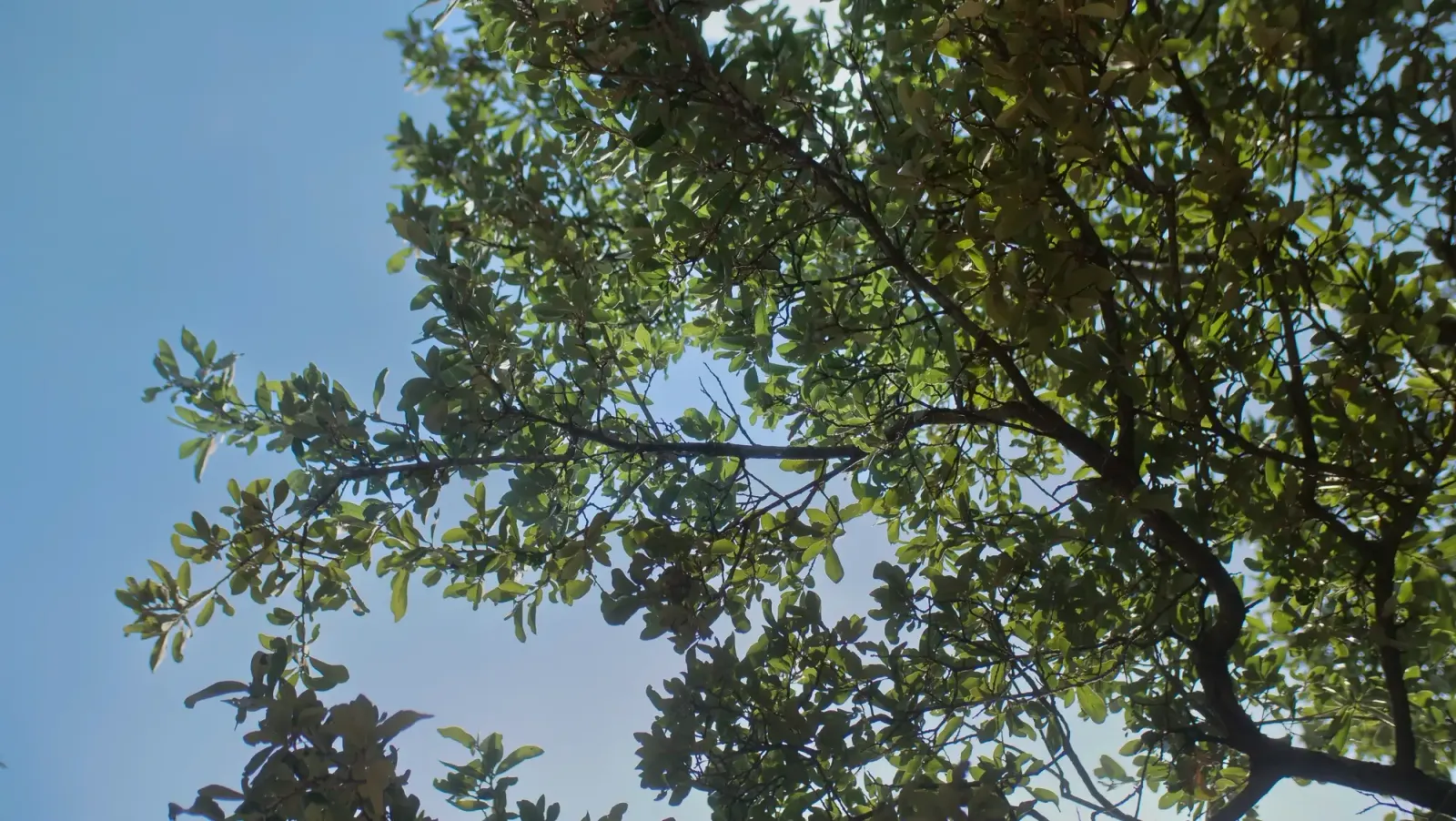 Texas Tree Surgeons