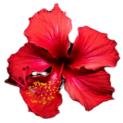 Chaba Day Spa logo